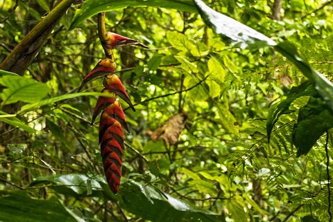 2-in-1 Hanging Bridges & Arenal Volcano Hike, Plus Lunch Costa Rica